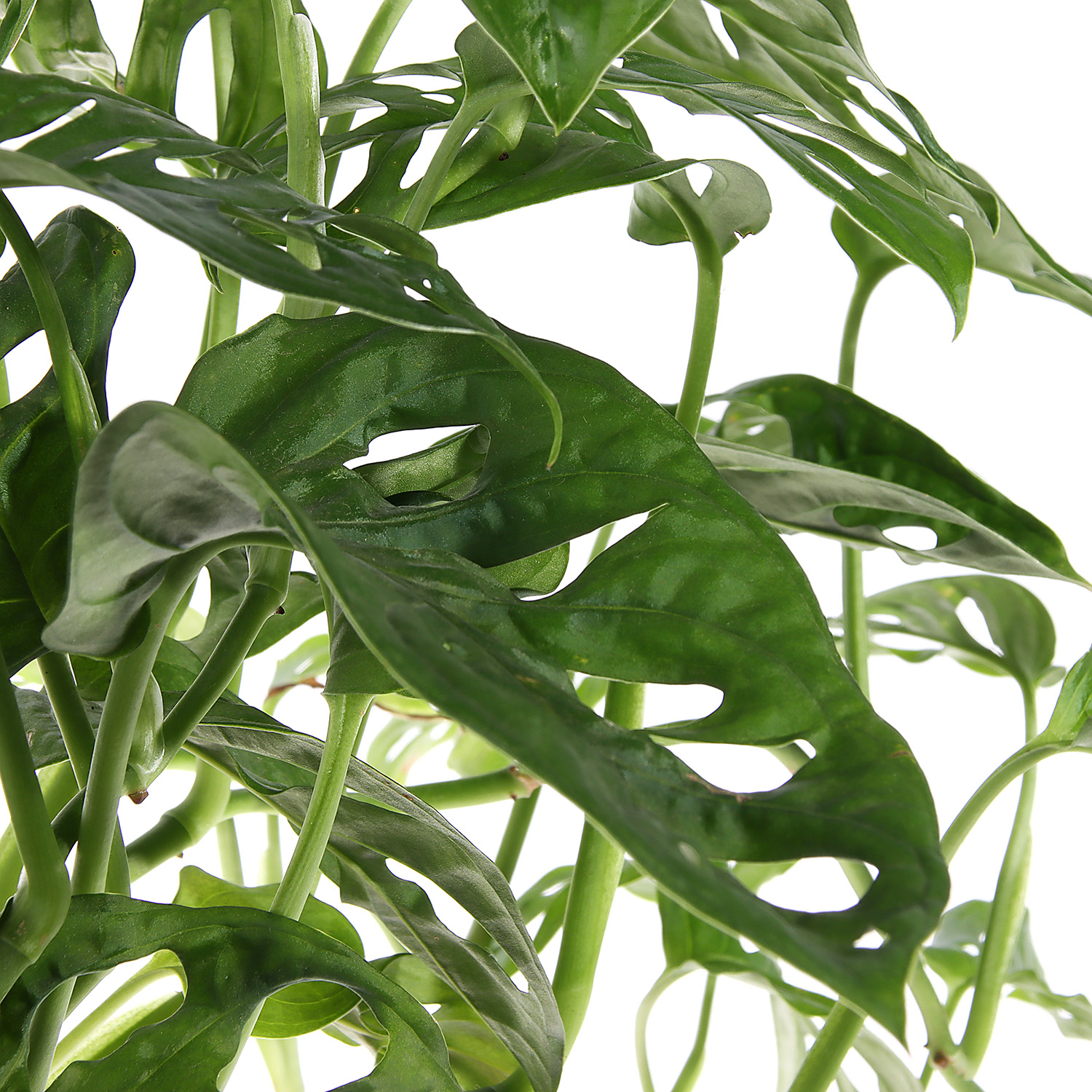 Маранта D9 H15  *1/10