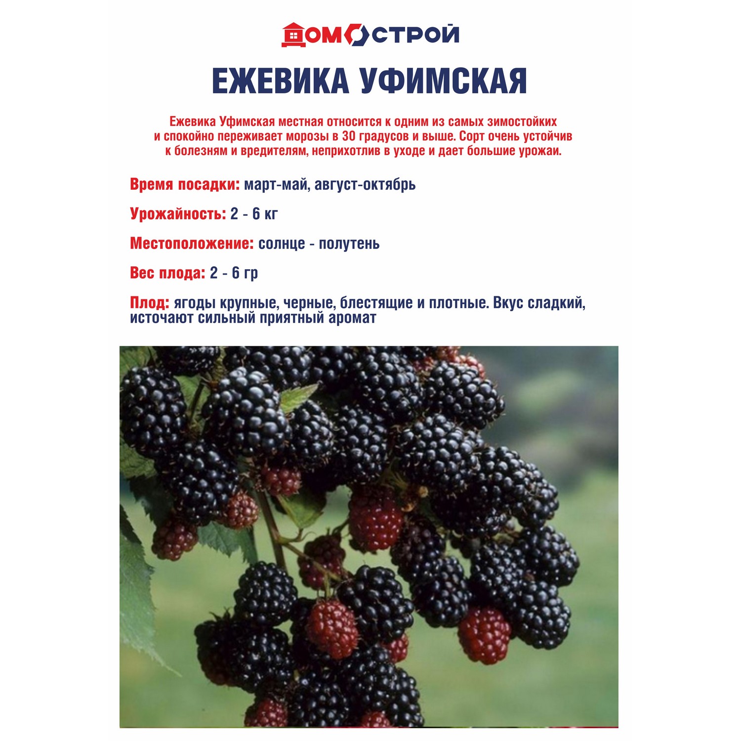 Ежевика Уфимская местная