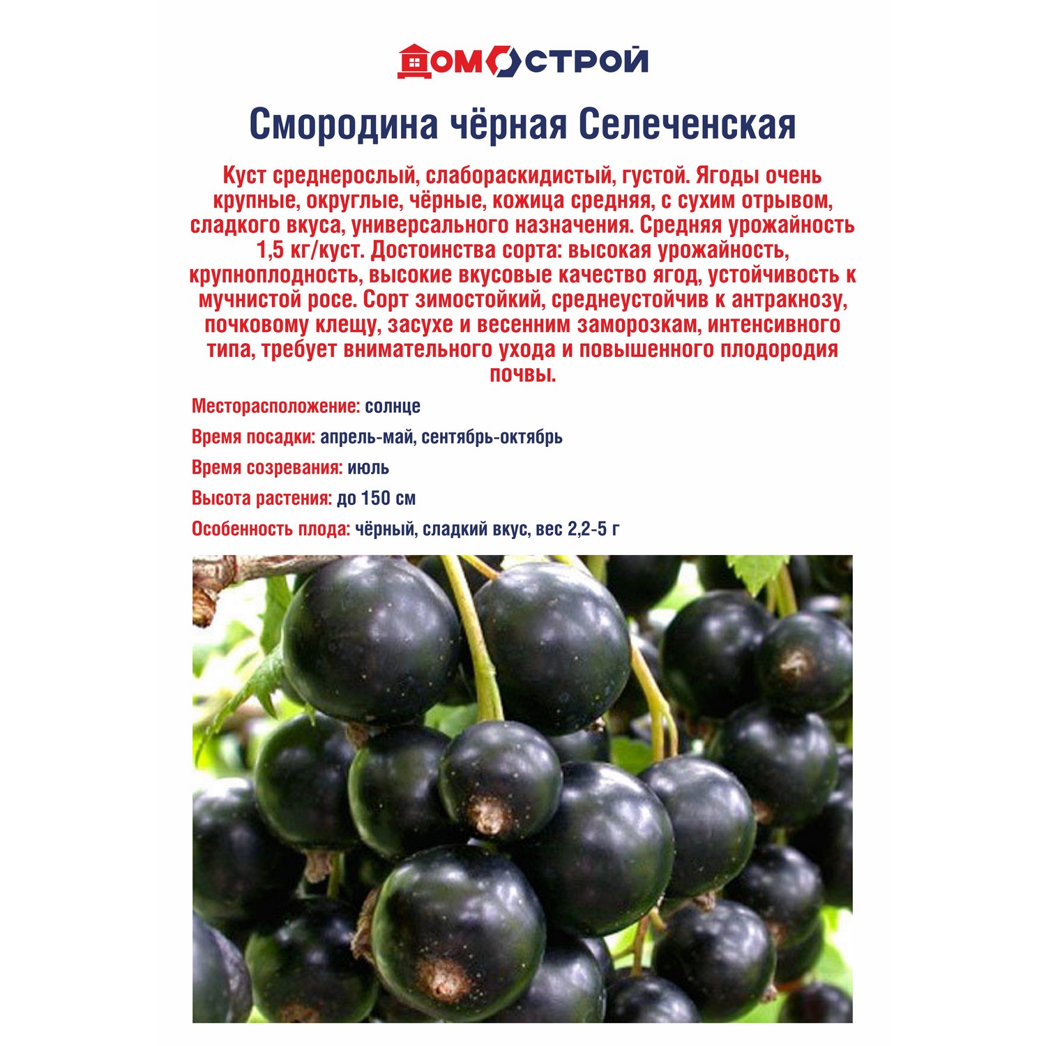 Смородина черная Селеченская