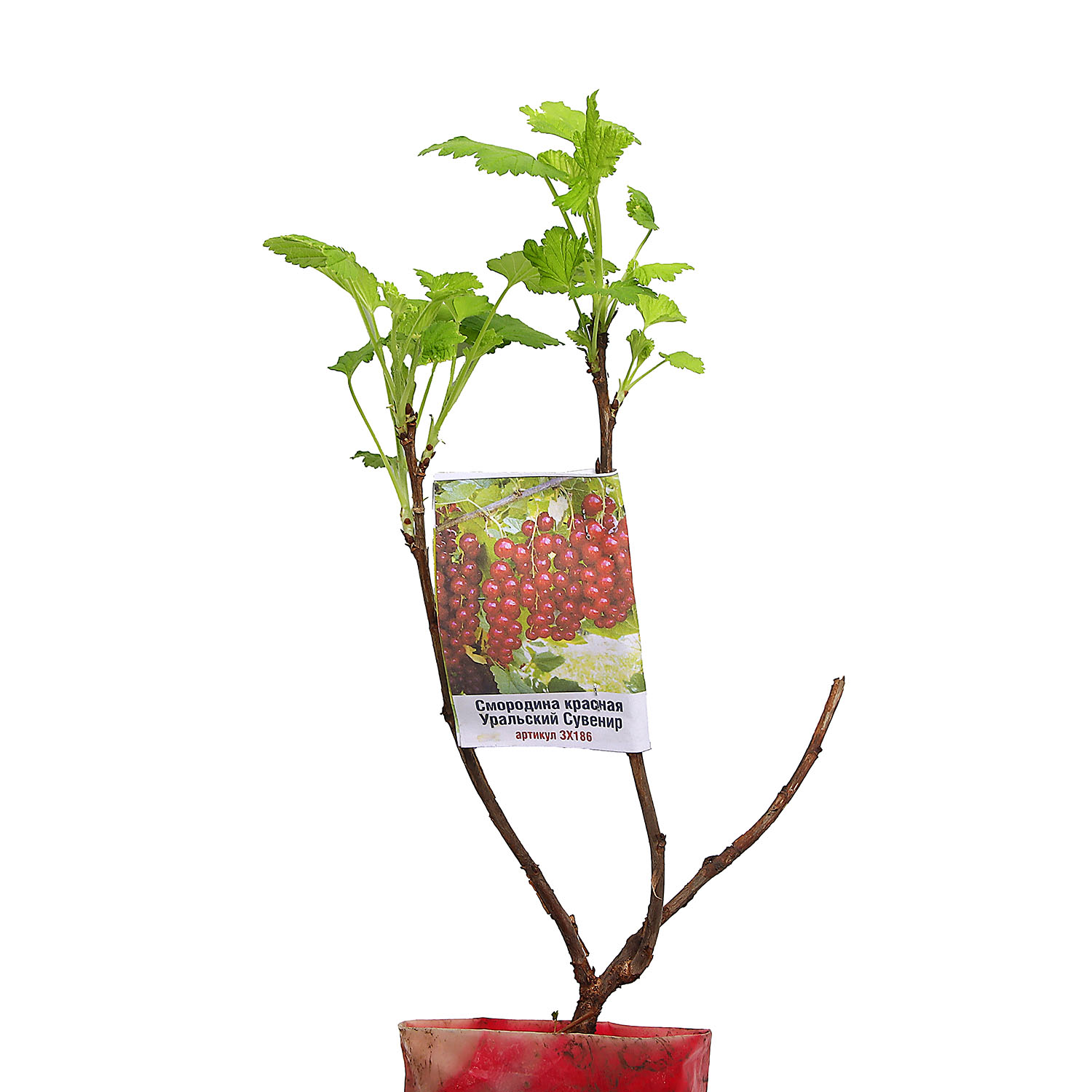 Смородина красная Уральский Сувенир Высота саженца  40-70см на кусте 2-3 ветки