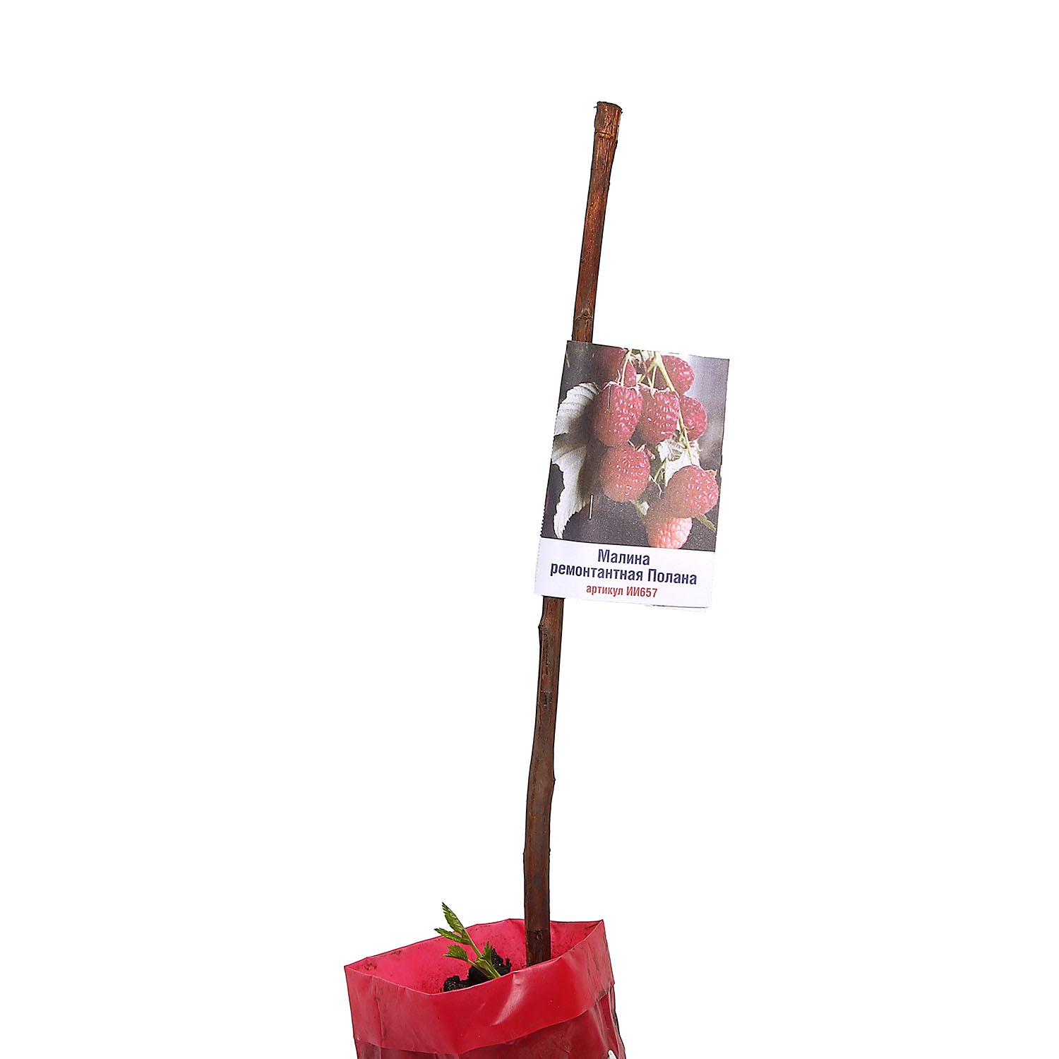 Малина ремонтантная Полана