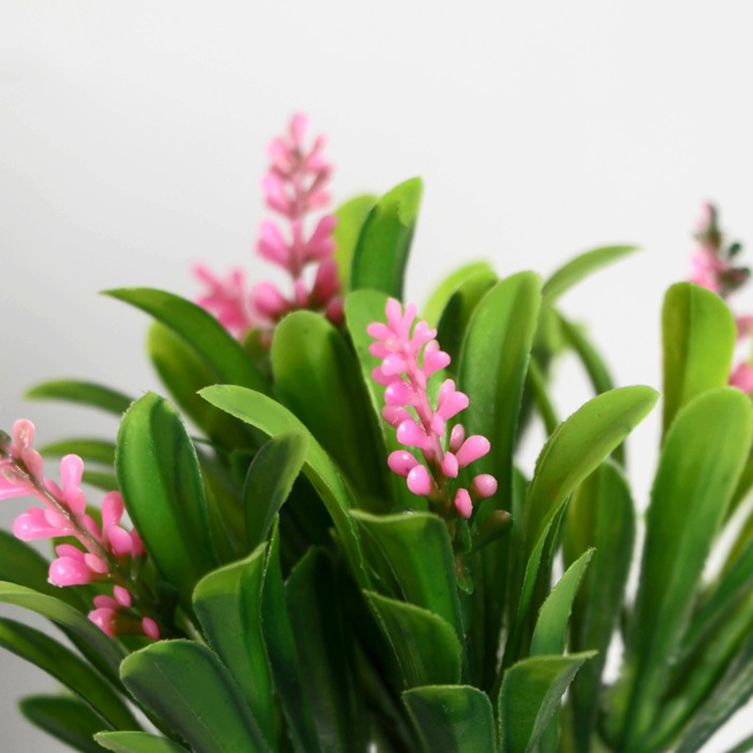 Бонсай в горшке "Гадючий лук" 5,5х10 см, микс 9789741