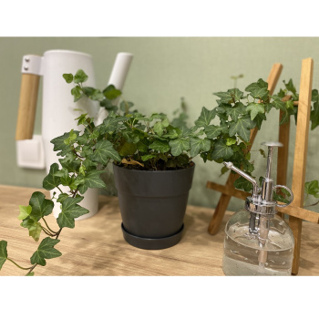 Кашпо пластм. "Villa de Fiori" 1,1л d верха 130мм h155мм с поддоном Француз. платанIG660010025*1/10 Кашпо пластм. "Villa de Fiori" 1,1л d верха 130мм h155мм с поддоном Француз. платанIG660010025*1/10